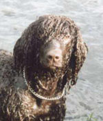 Irish Water Spaniel enjoying a swim