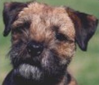 when should you neuter a border terrier